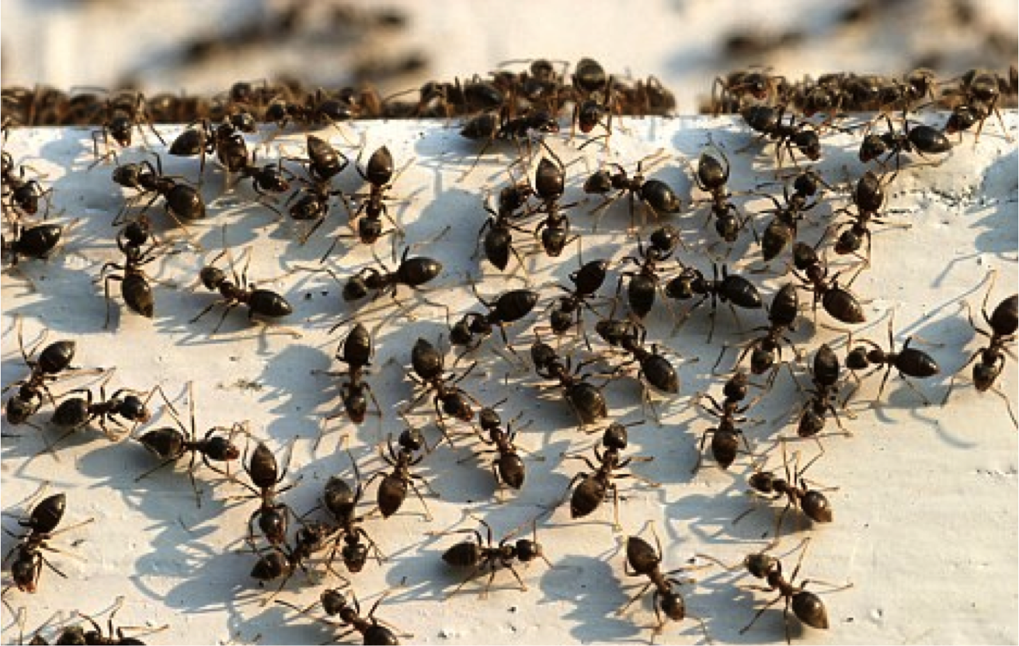 Куча муравьев. Очень много муравьев. Муравьи много. Стадо муравьев. Муравьи куча.