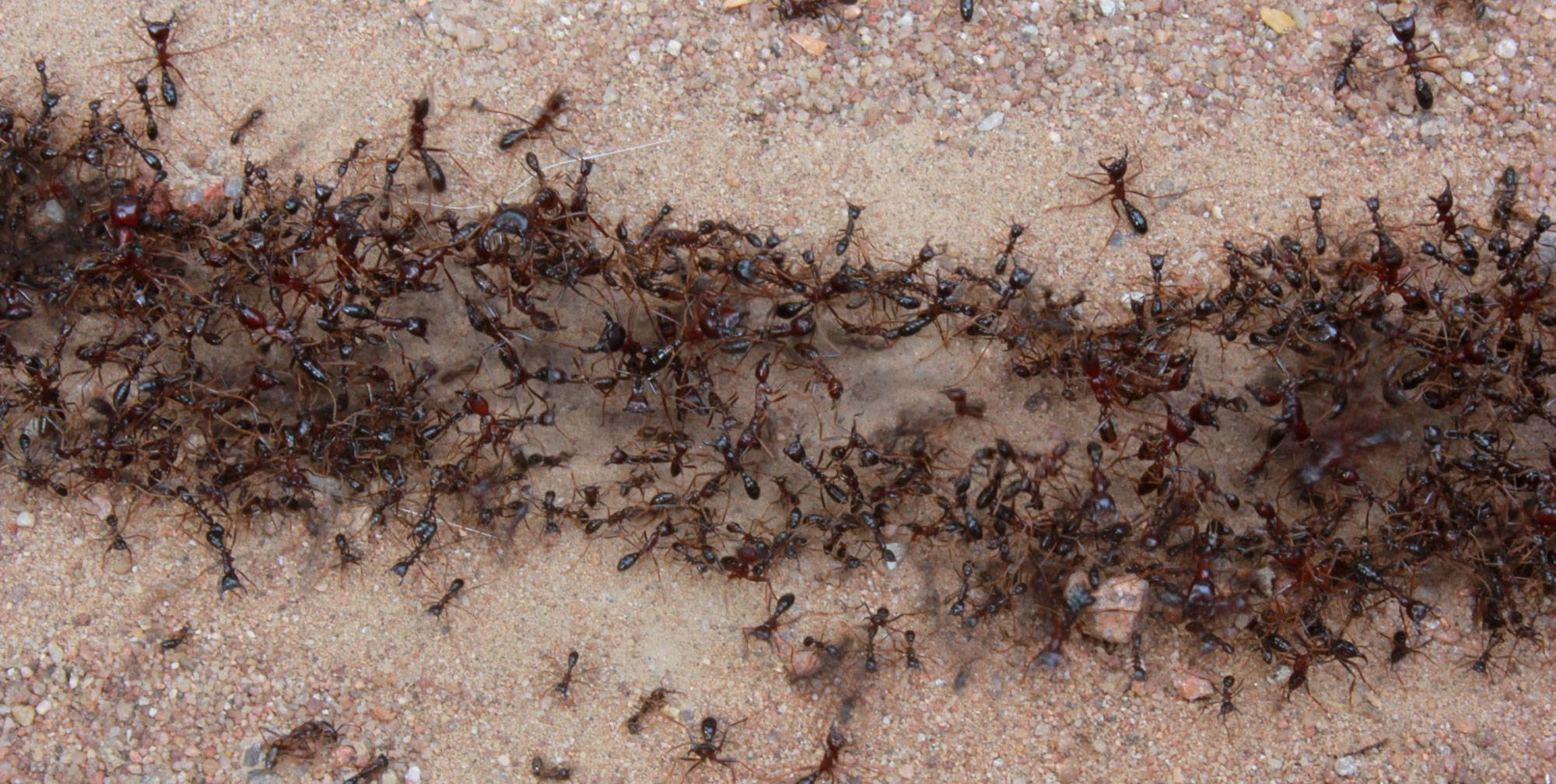 Название армейского муравья. Фараоновые муравьи Муравейник. Колония кочевых муравьев. Муравьи кочевники Муравейник. Гнездо муравьев кочевников.