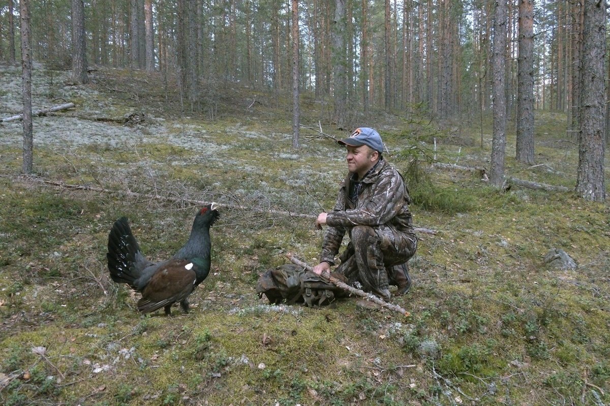 Птицы Ленобласти Приозерский район