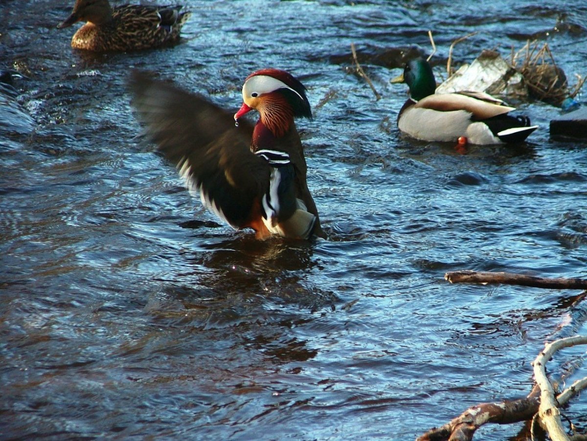 Утка в речке