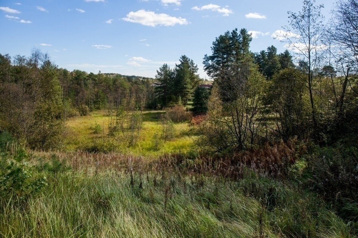 Камовые холмы Ленинградской области Колтуши