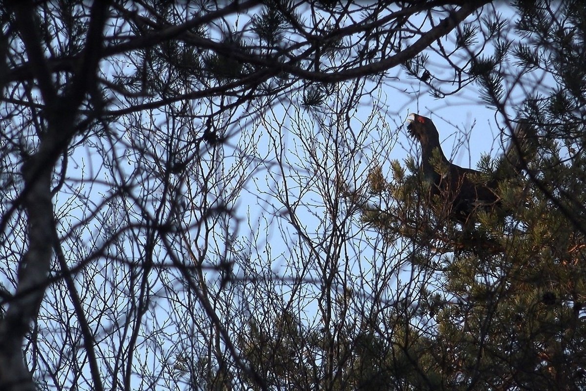 Глухарь и Глухарка на болоте