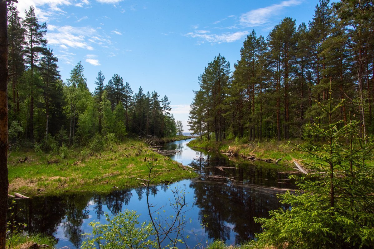 Нижне-Свирский заповедник в Ленобласти