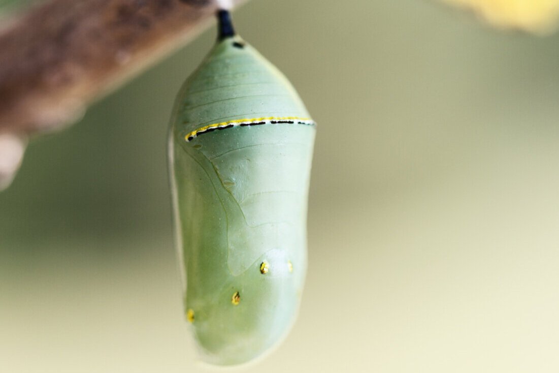 Гусеница сворачивается в кокон