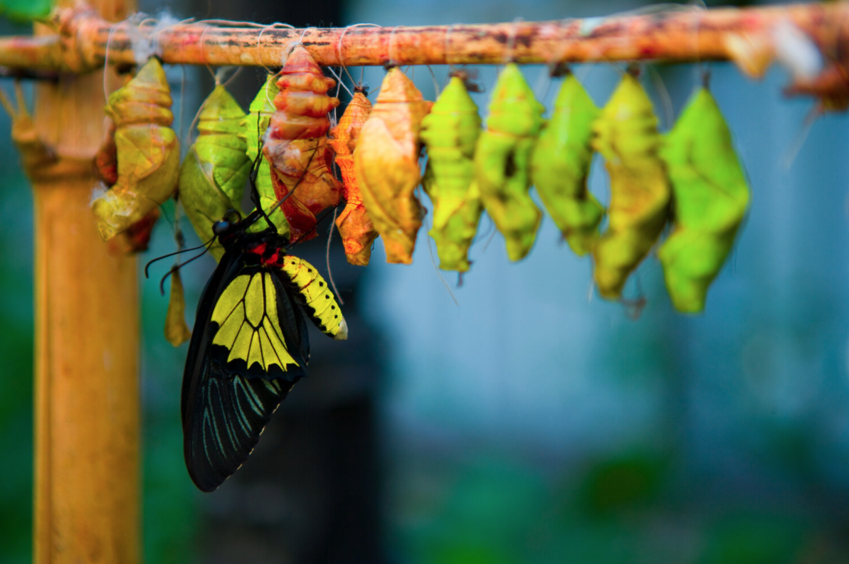 Рождение бабочки по часам