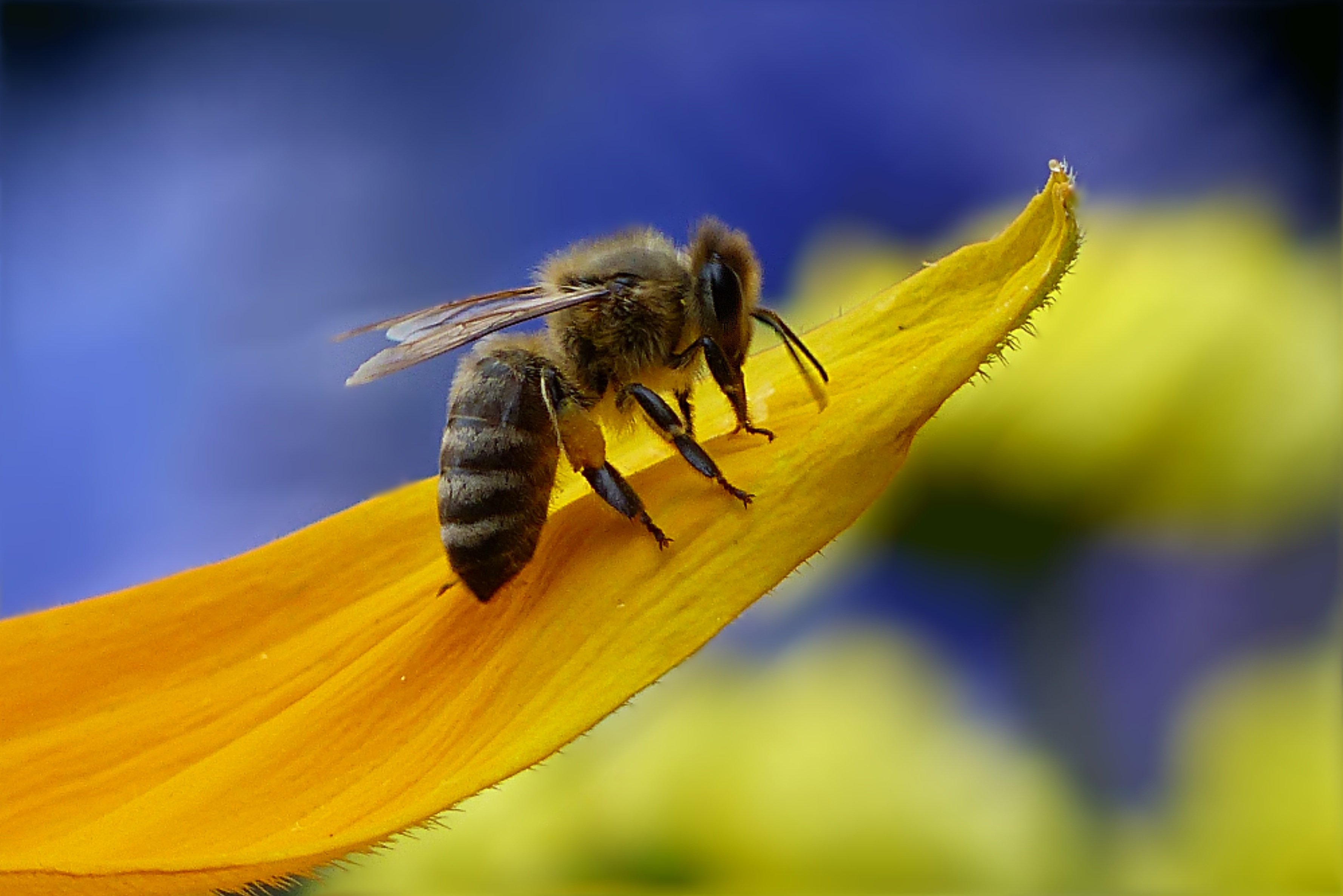 Жизнь домашних пчел. Медоносная пчела. Медоносная пчела. Пчеловодство. Пчела АПИС Меллифера. Медоносная пчела фото.
