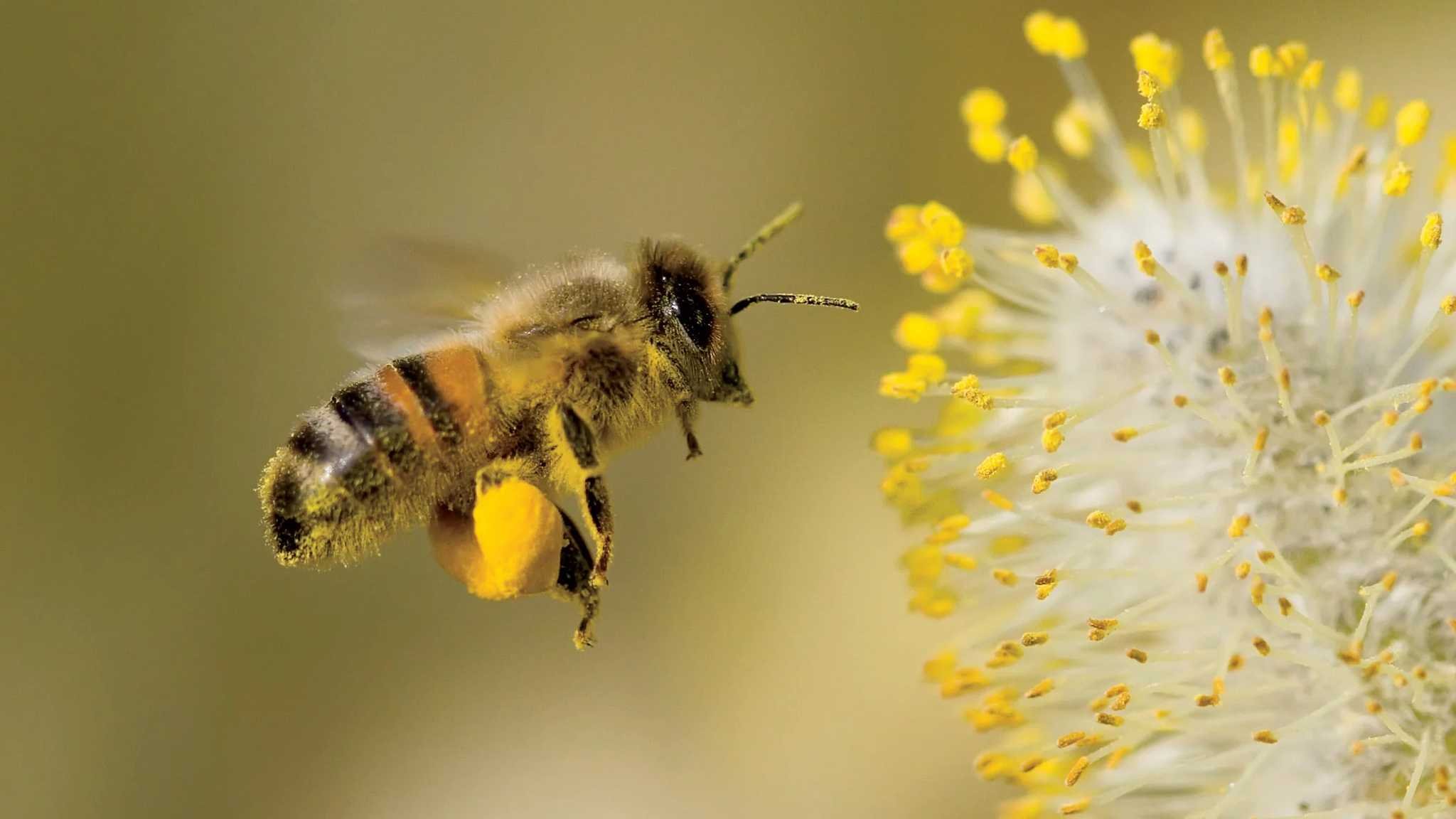 Появление пыльцы. Медоносная пчела. Пчела с нектаром. Пчела с пыльцой. Пчела на цветке.
