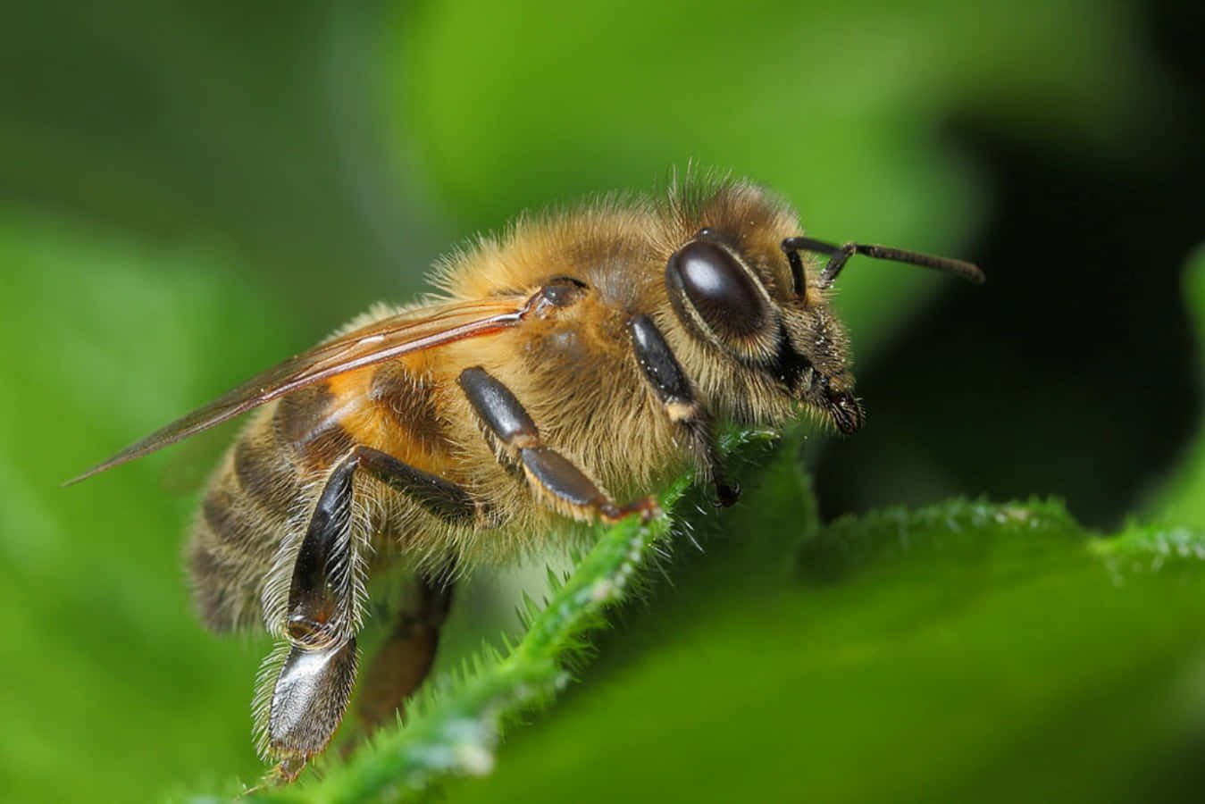 Медоносная пчела стрекоза коромысло божья коровка