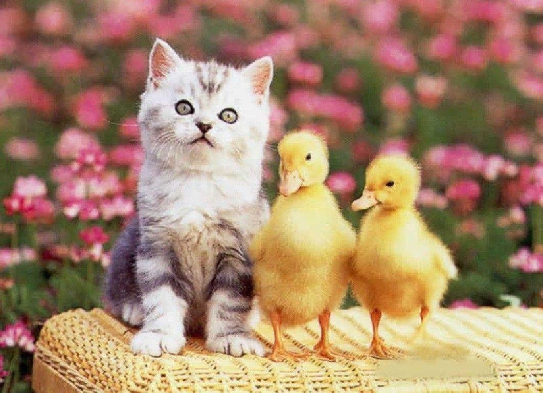 Котенок и цыпленок