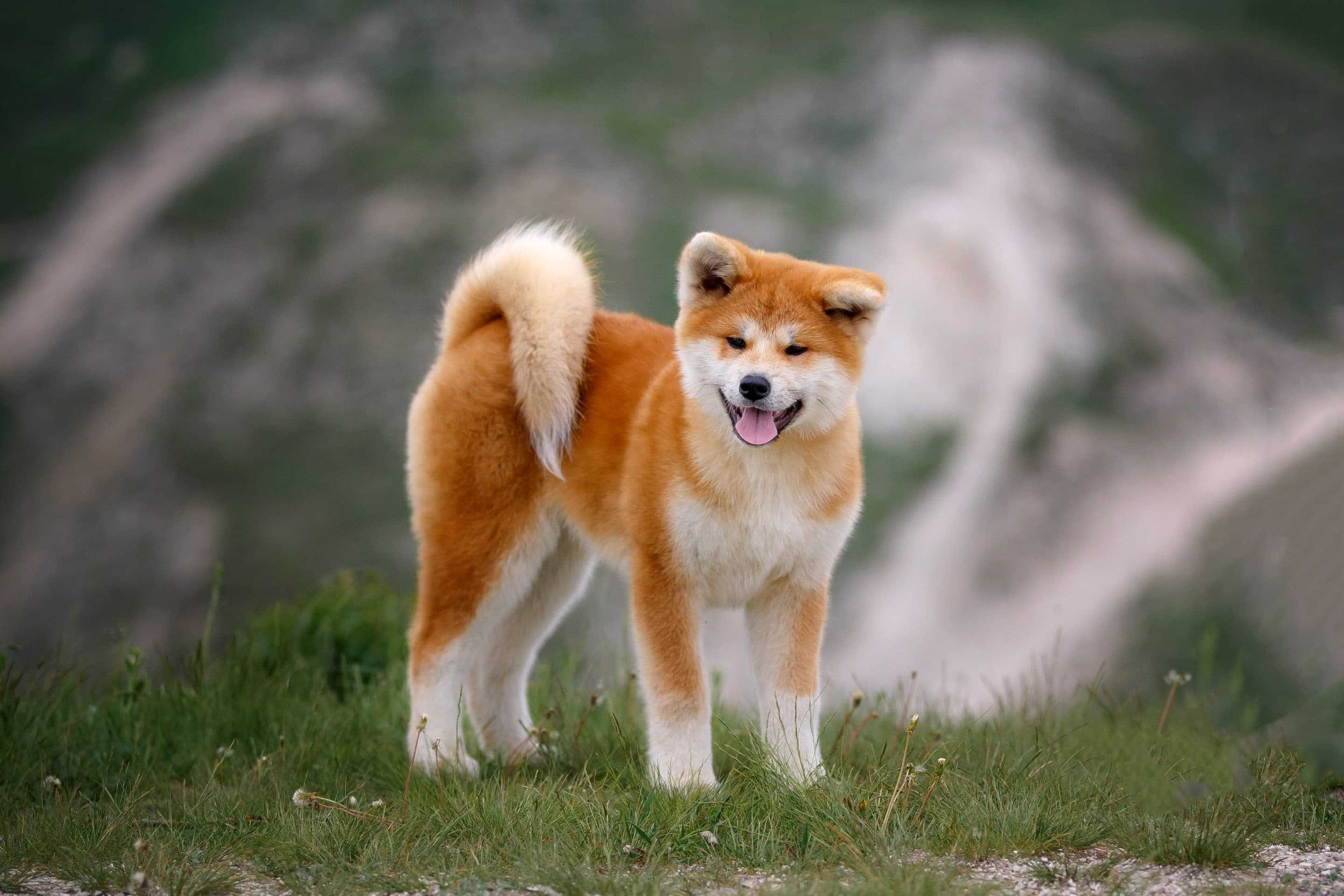 Есть порода хатико. Собака Акита ину. Японская порода собак Акита-ину. Акито. Подрода собак акитаина.
