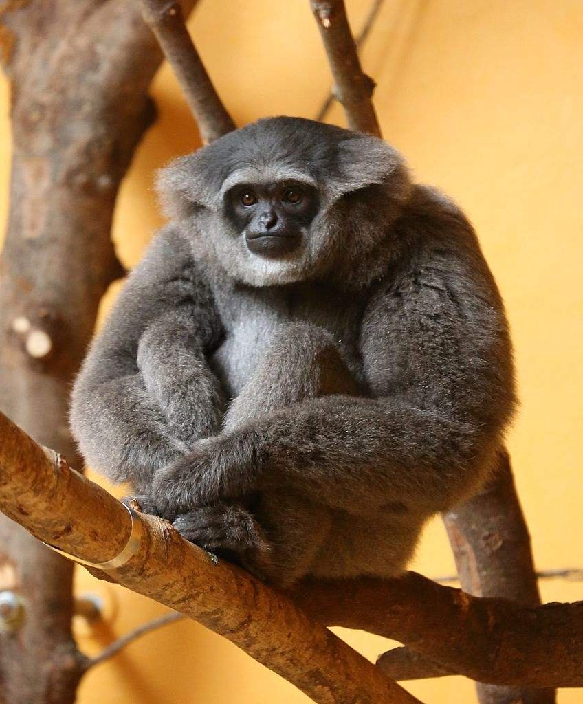 Чернорукий Гиббон