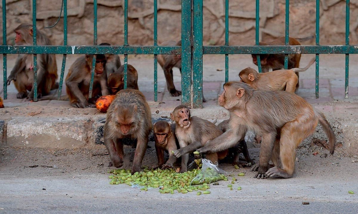 Обезьяны на улицах Индии
