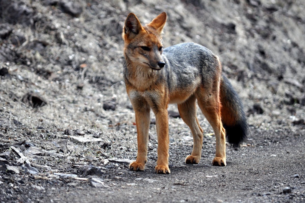 Магелланова собака Аргентина