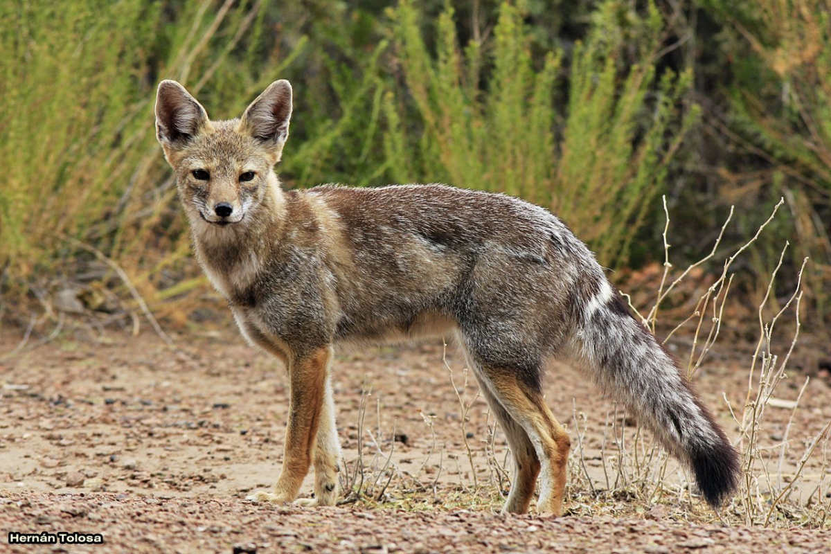 Пампасская лисица Южной Америки