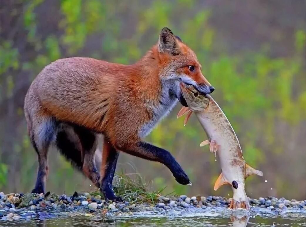 Лисенок с добычей