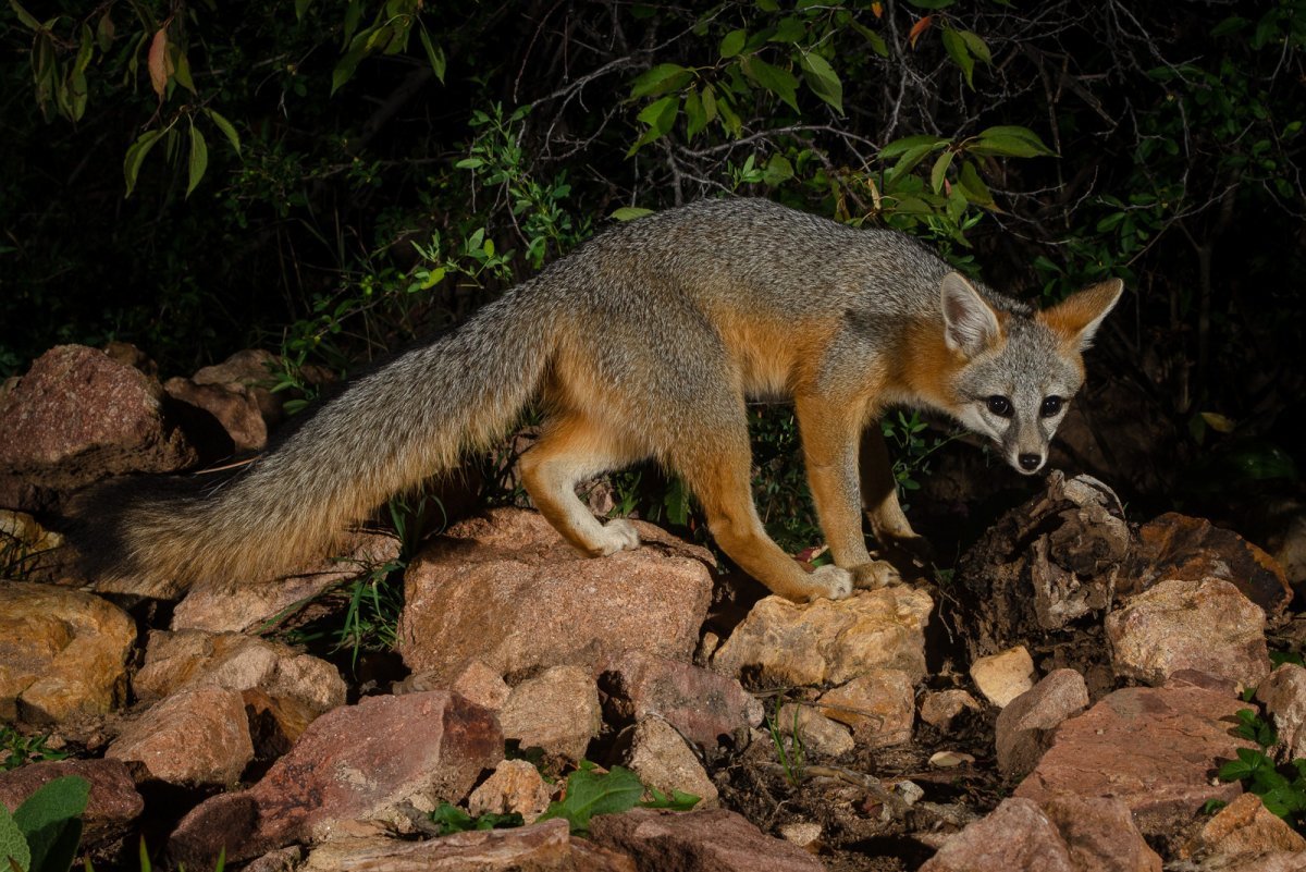 Секуранская лисица