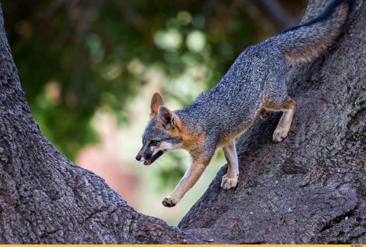 Серая лисица Южная Америка