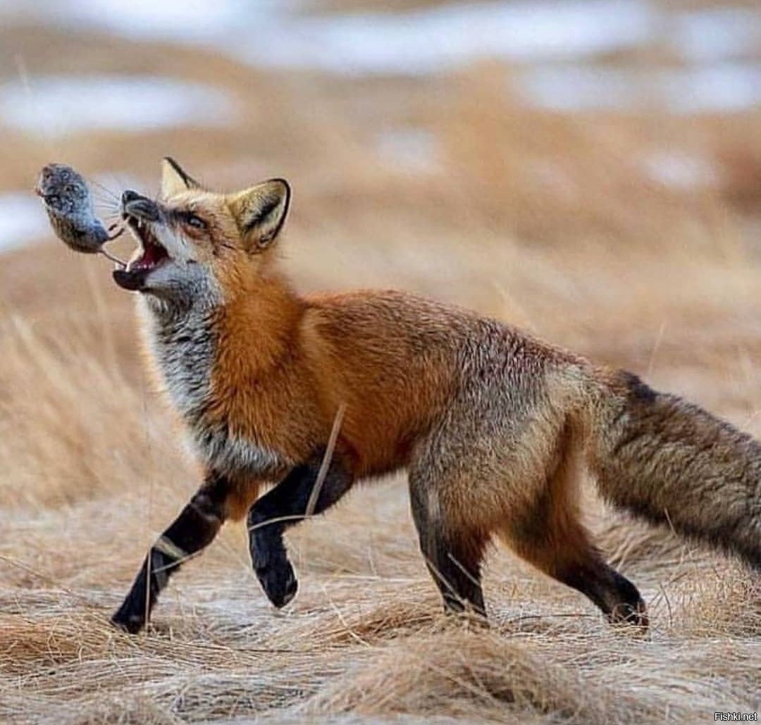 Лиса исследовать страницы