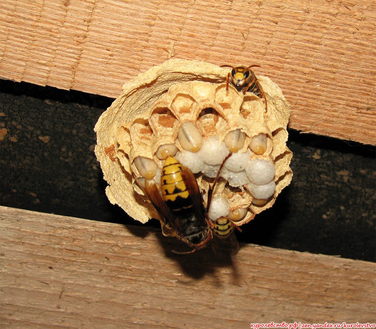 Шершень обыкновенный гнездо