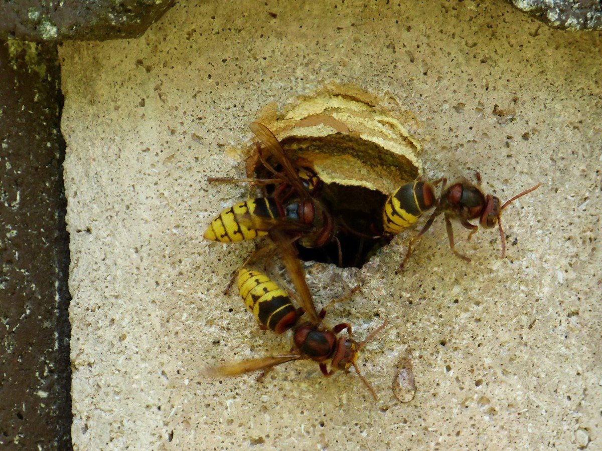 Vespa crabro гнездо