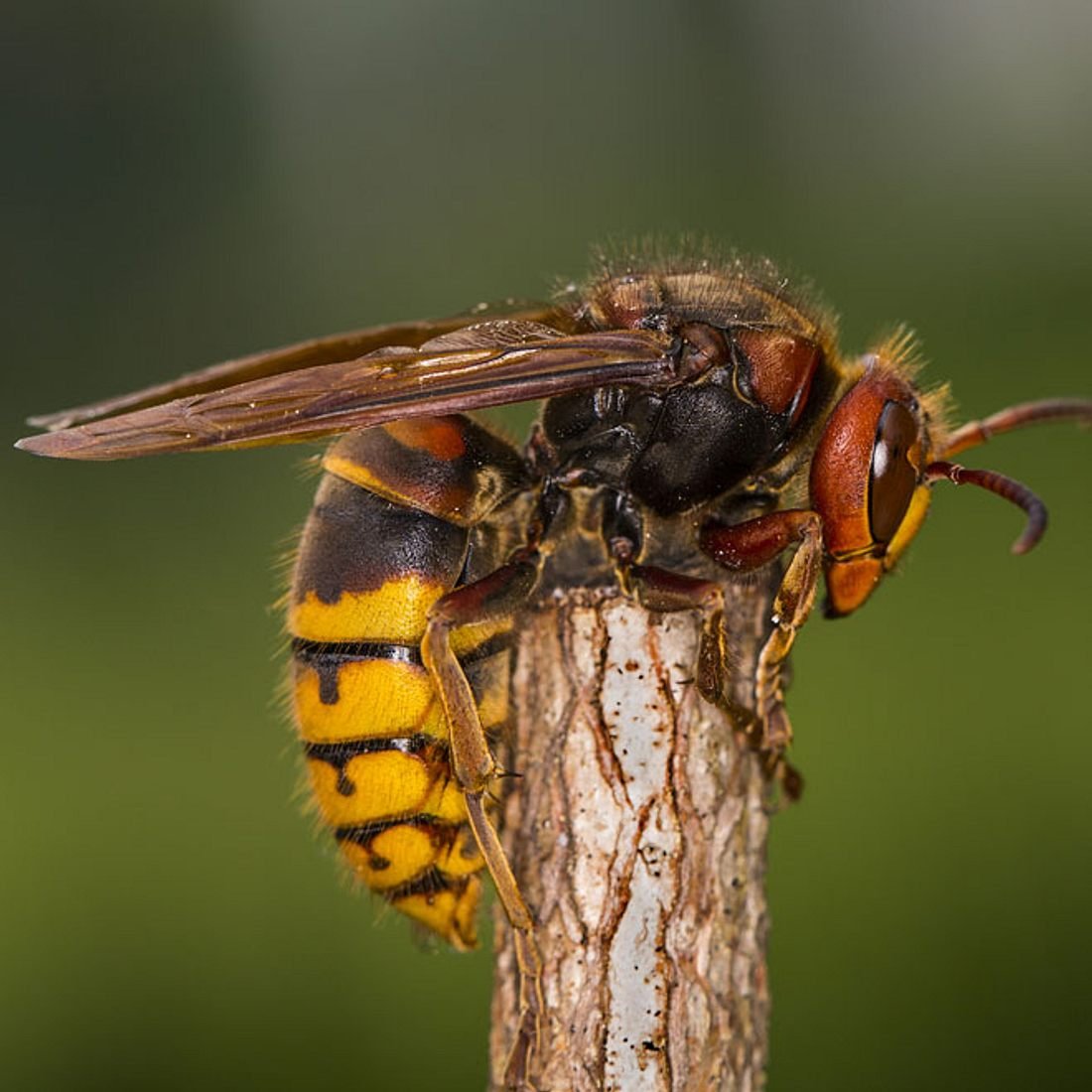 Шершень обыкновенный