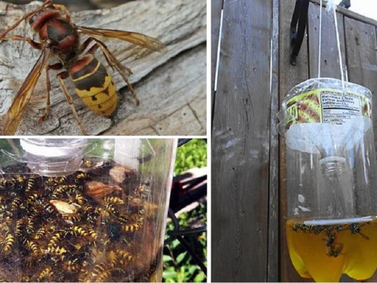 ЛОВУШКА для ОС И шершней