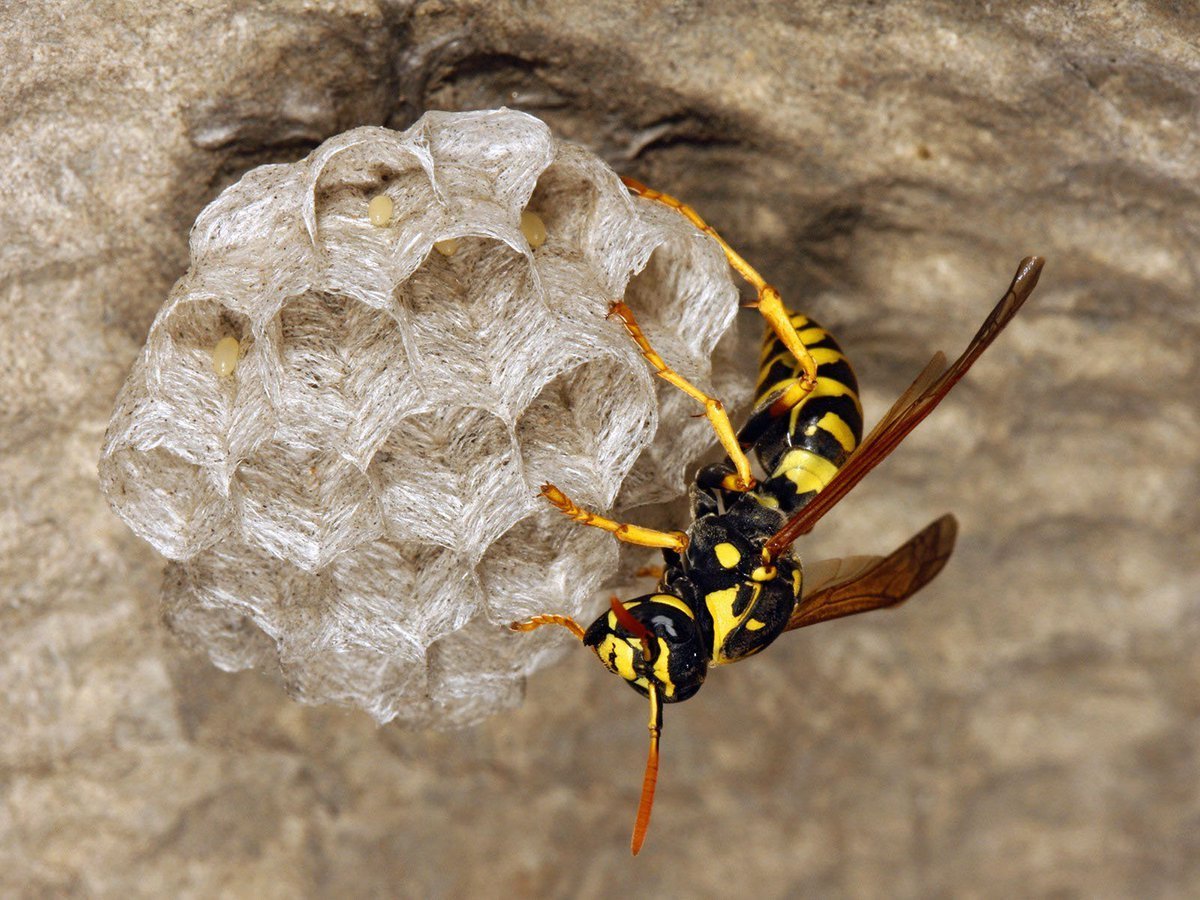 Размножение шершней