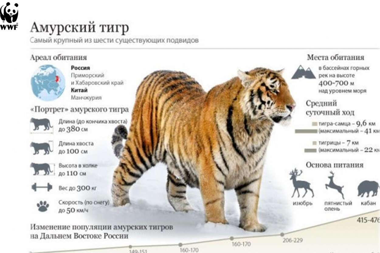 Уссурийский тигр и панда являются представителями. Амурский тигр характеристика и описание в России. Вес Амурского тигра самца.