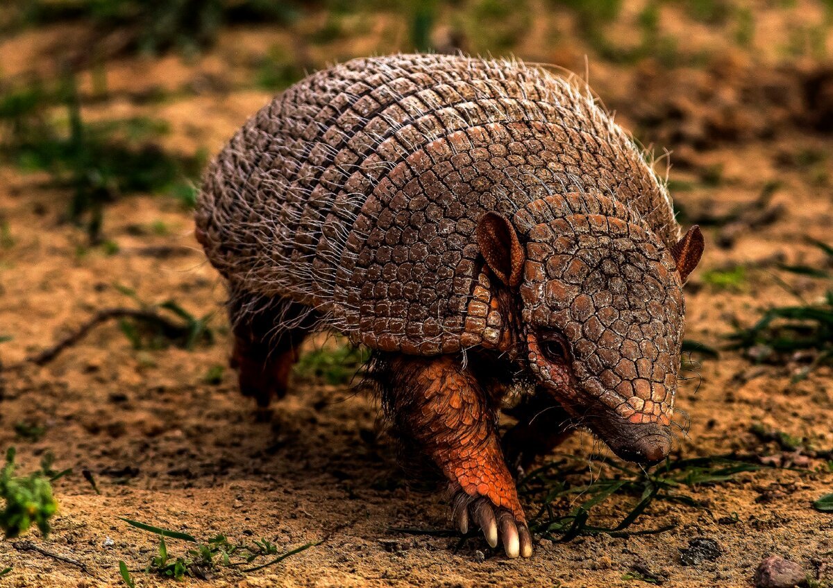 Броненосец Южной Америки