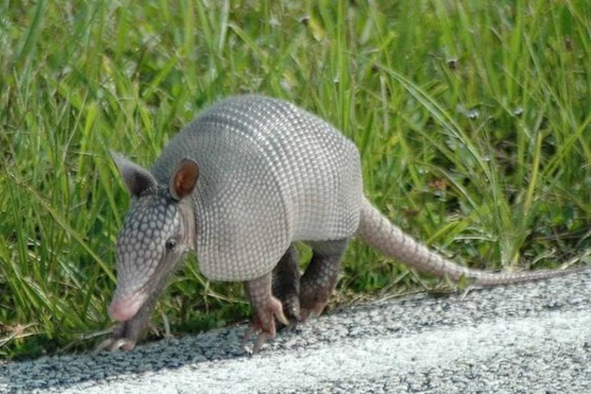 Армадилло зверь