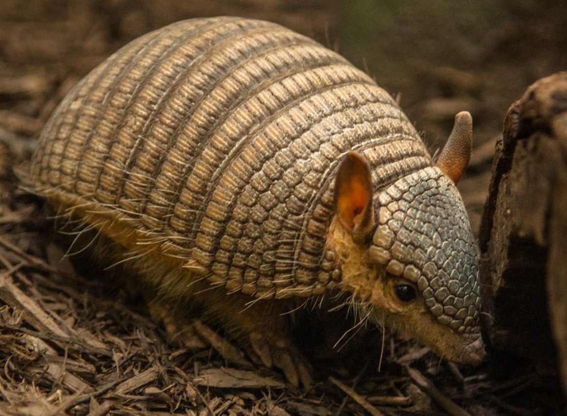 Трехпоясный броненосец