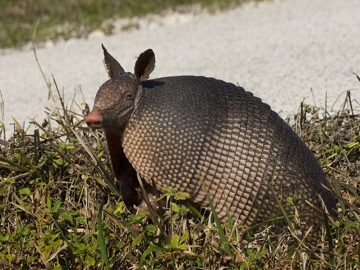 « Риачуэлло» броненосец
