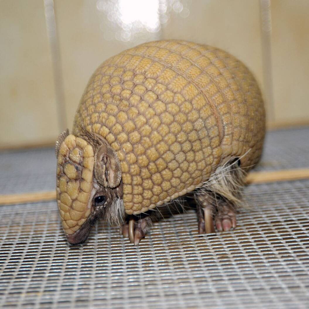 Броненосец в Московском зоопарке