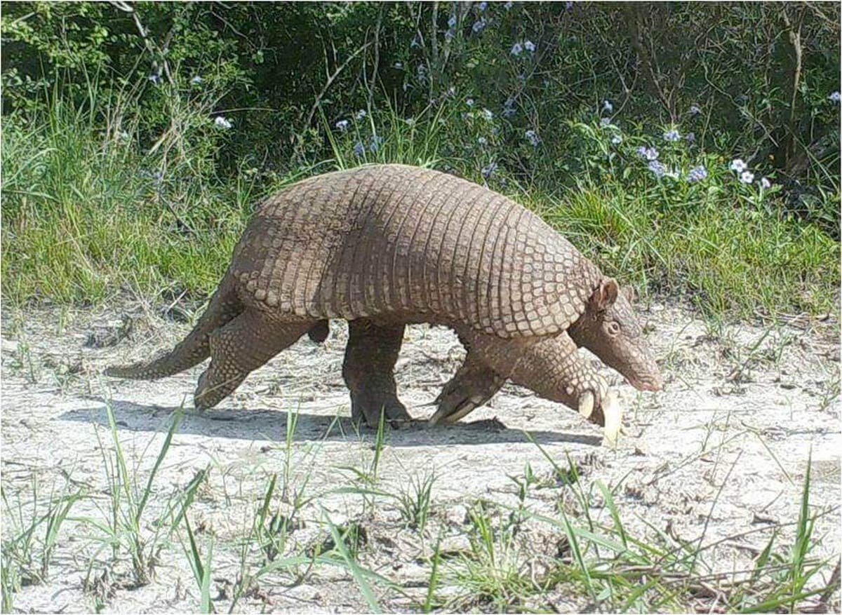 Giant Armadillo