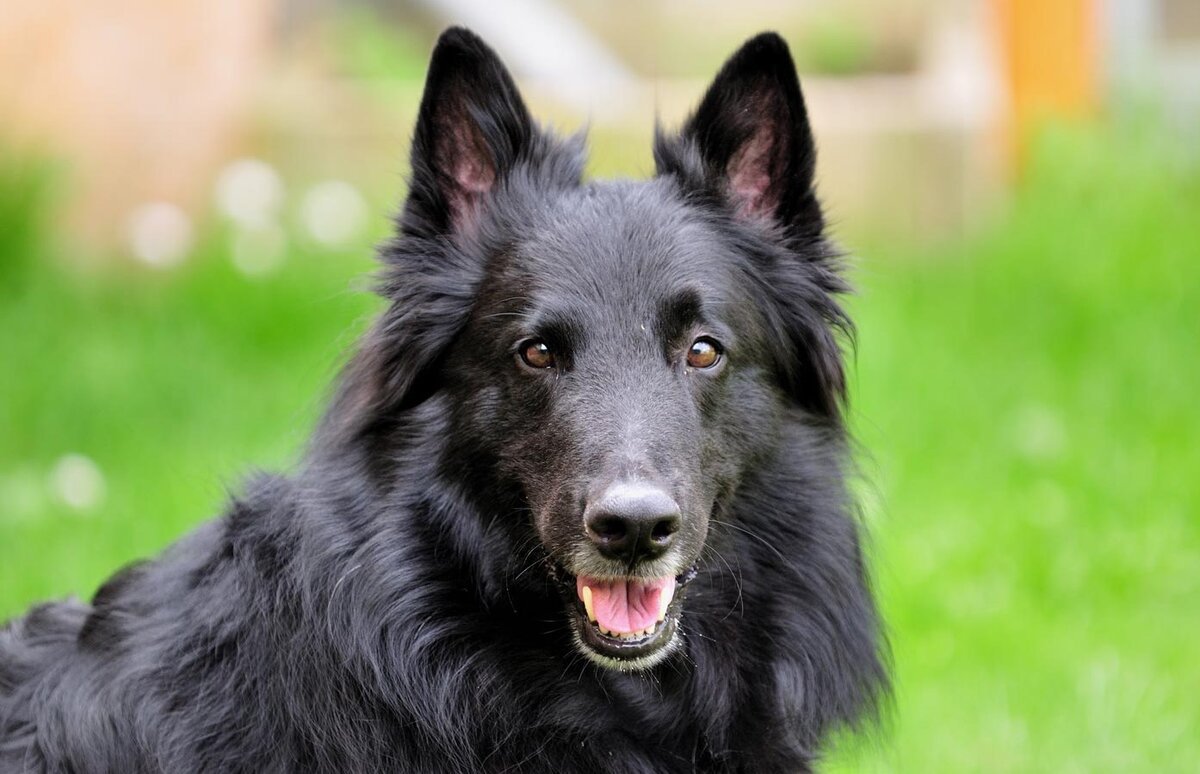 Грюнендаль и швейцарская овчарка