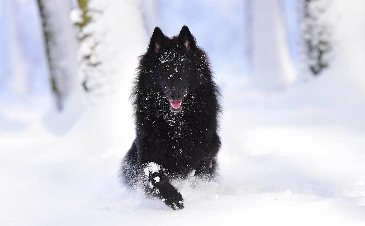 Грюнвальдская овчарка