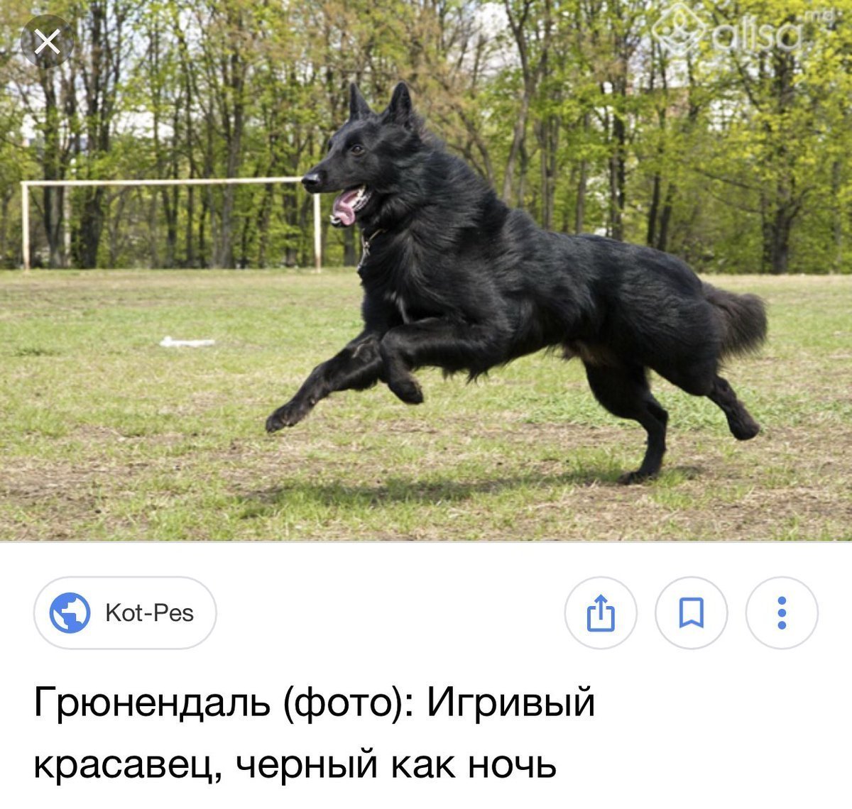 Бельгийская овчарка черная