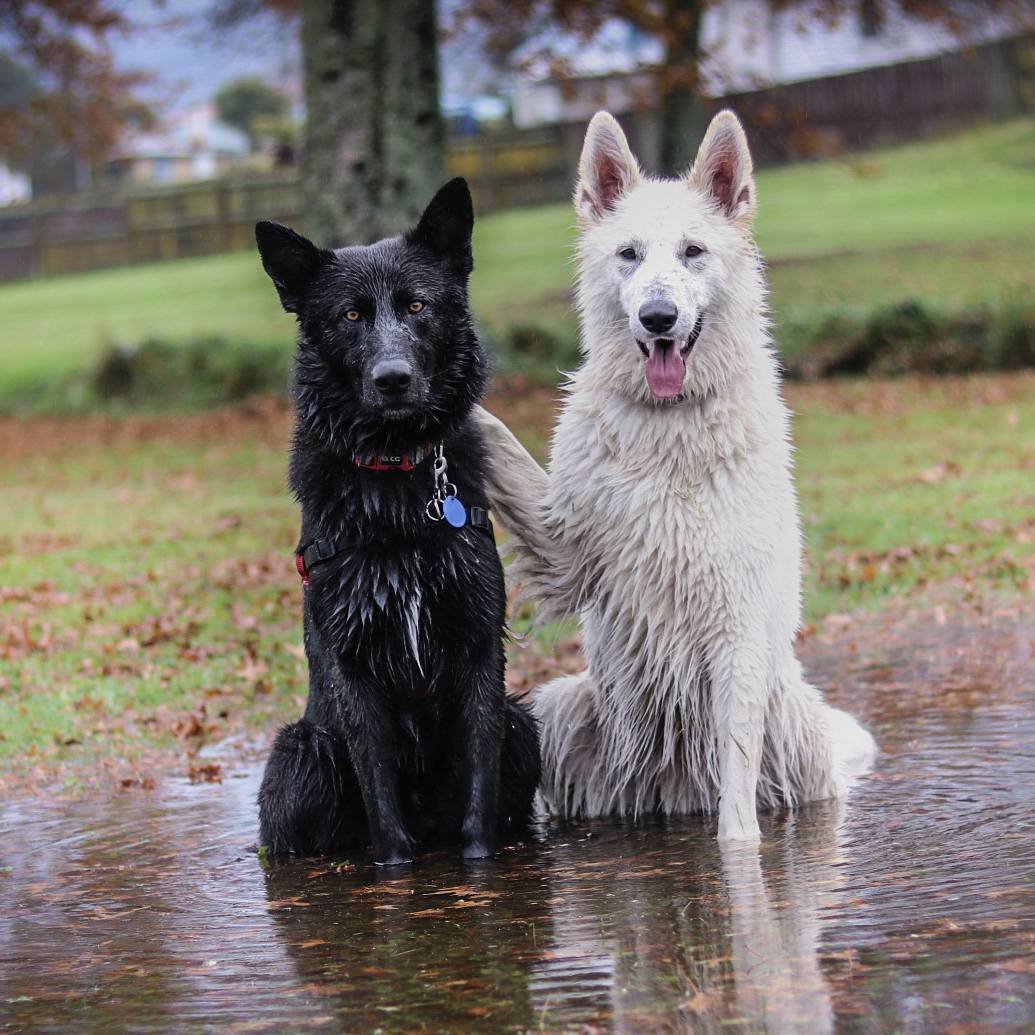 Грюнендаль и швейцарская овчарка