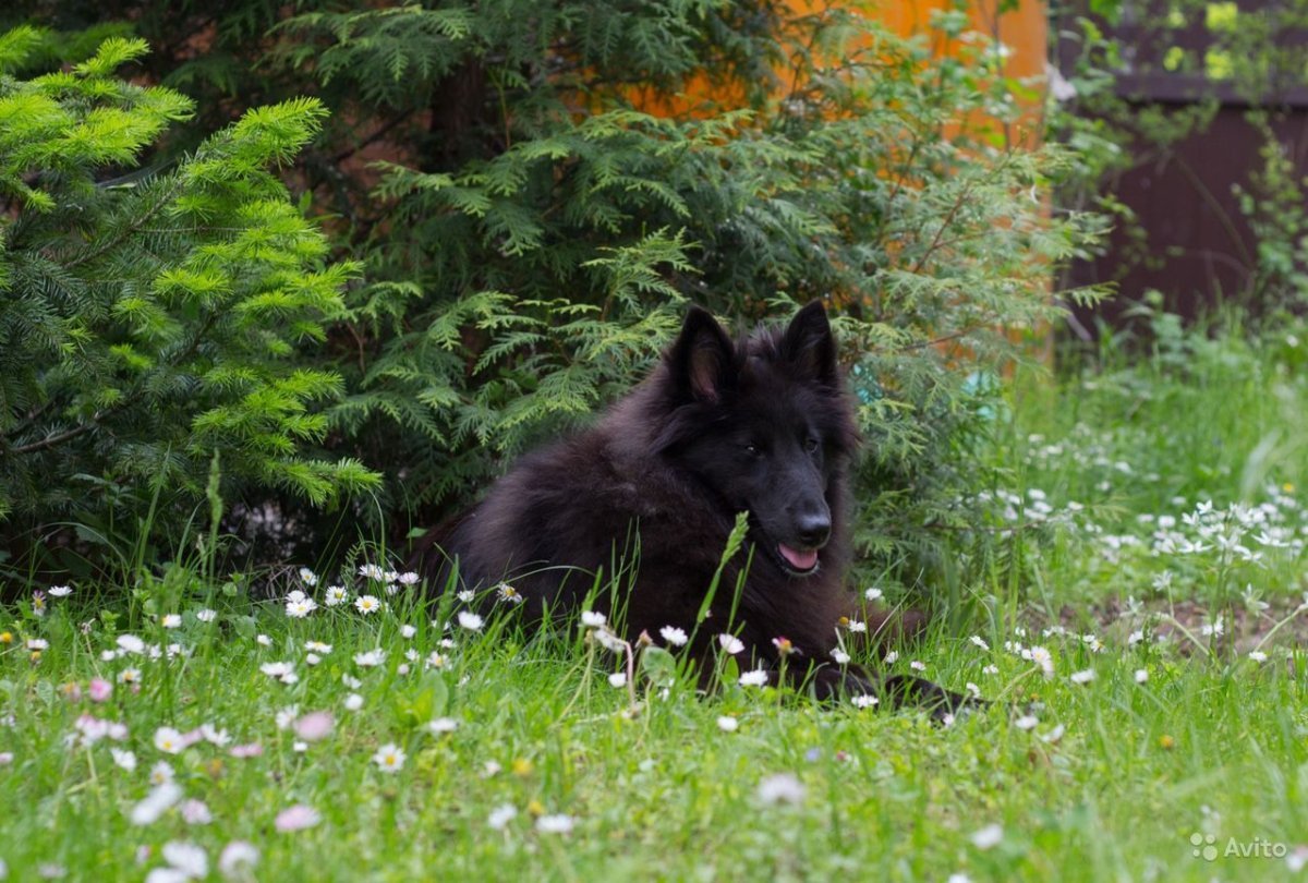 Грюнендаль и колли