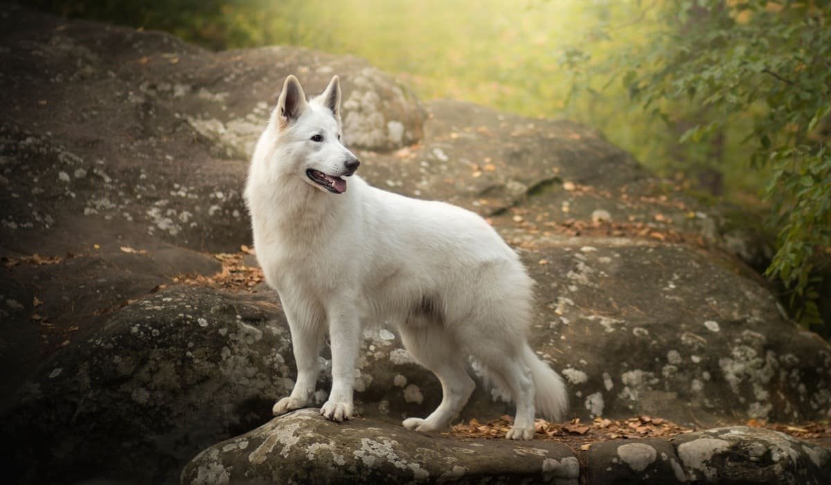 Белые швейцарские овчарки две