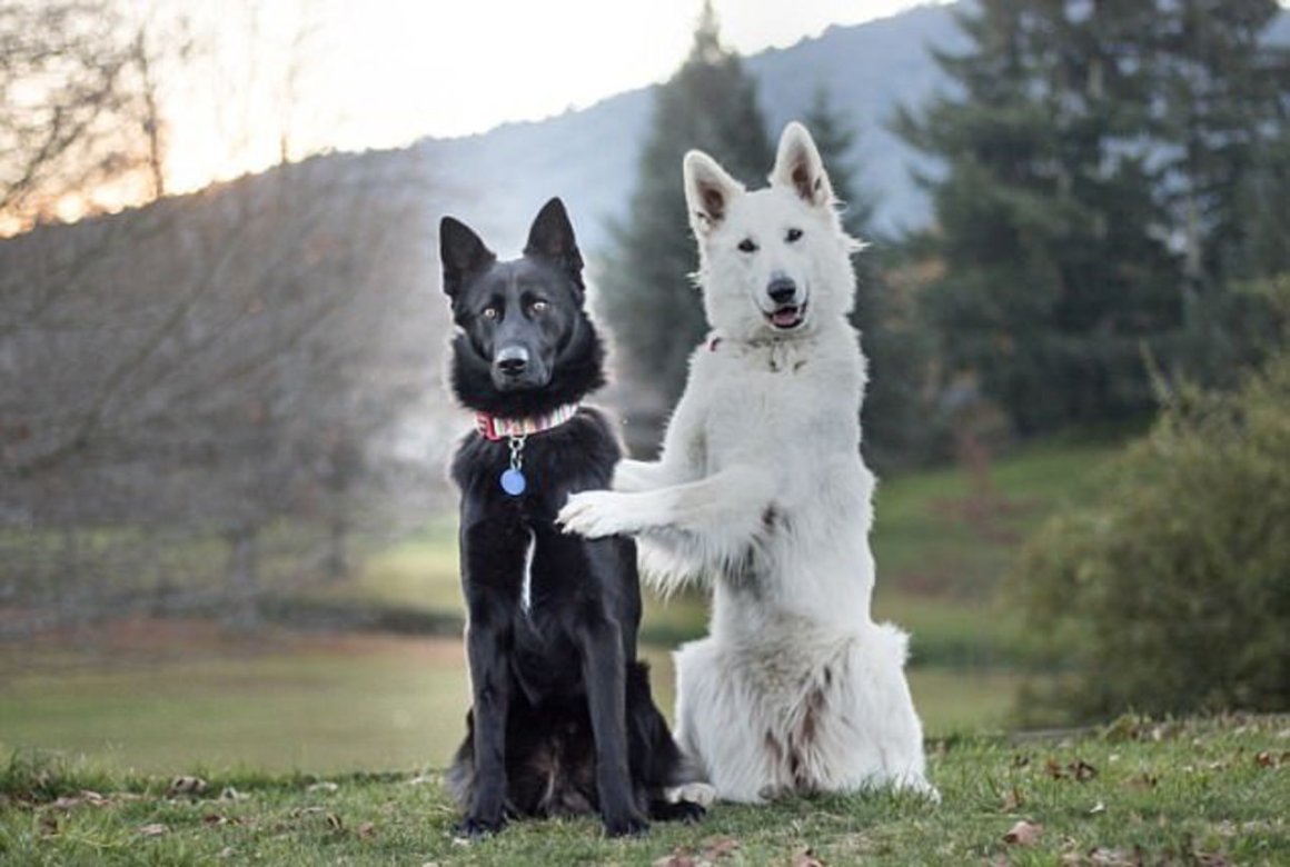 Белая овчарка пара