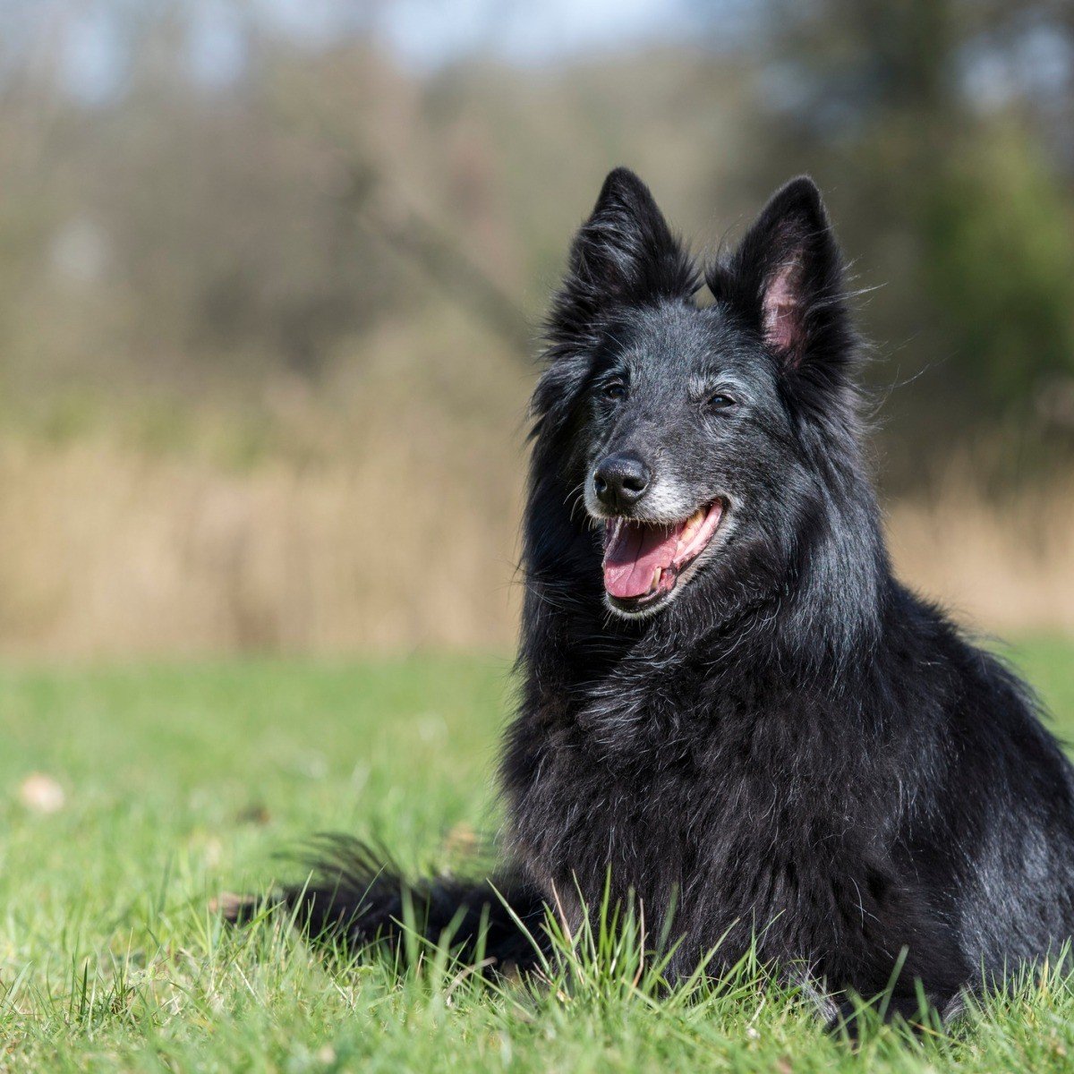 Шипике Бельгийская овчарка