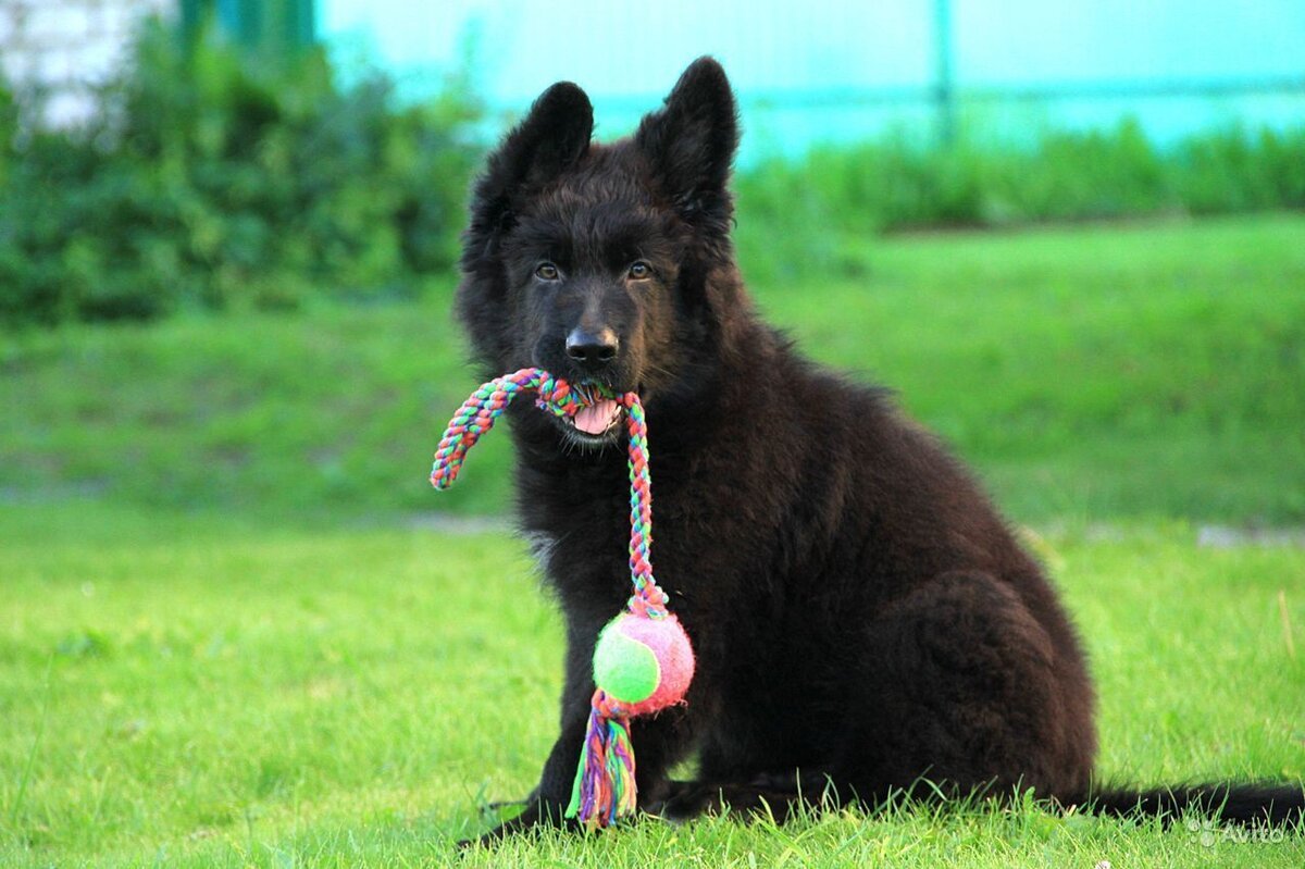 Немецкая овчарка черная длинношерстная