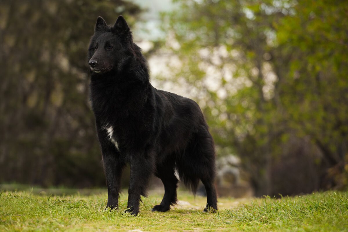 Черная Бельгийская овчарка грюнендаль