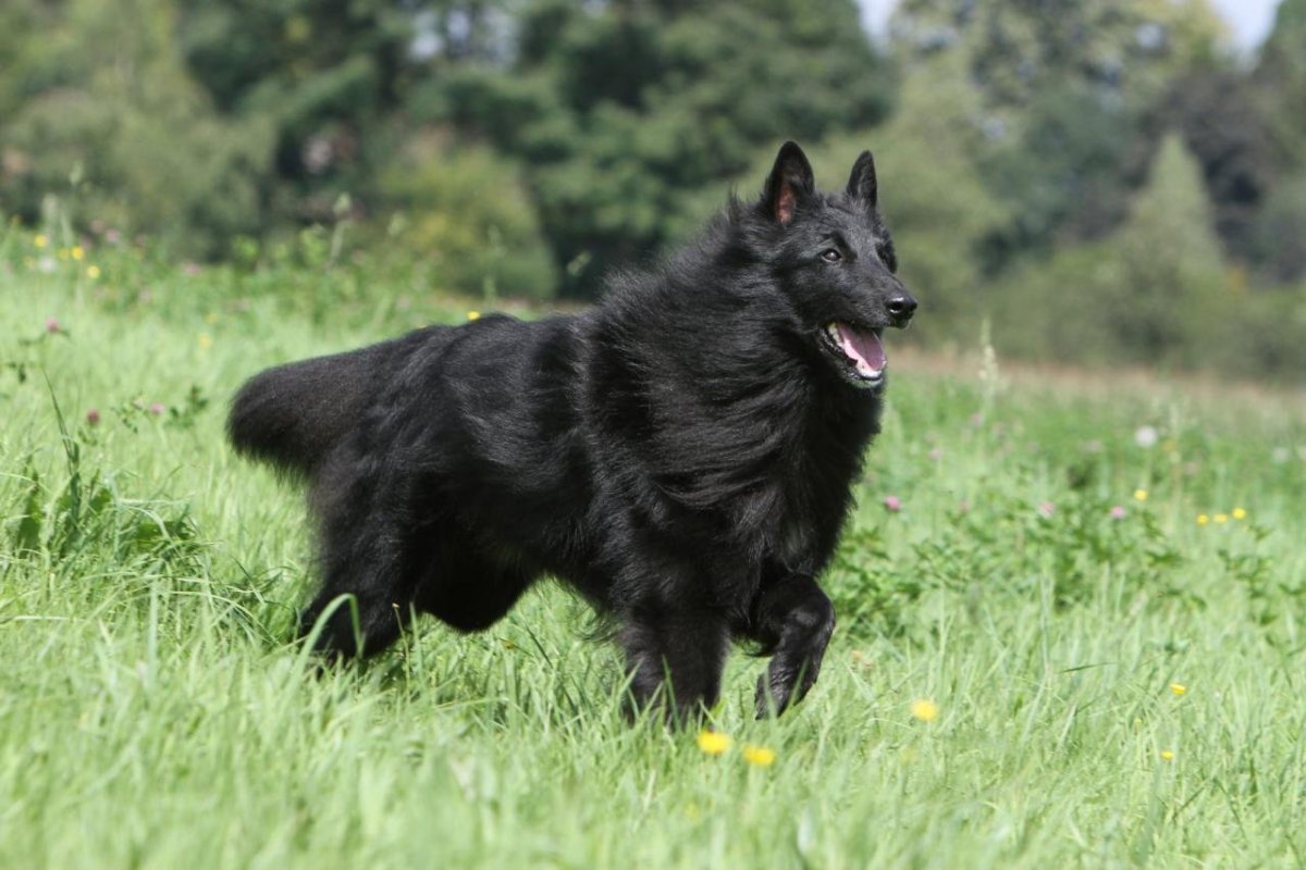 Овчарка грюнендаль