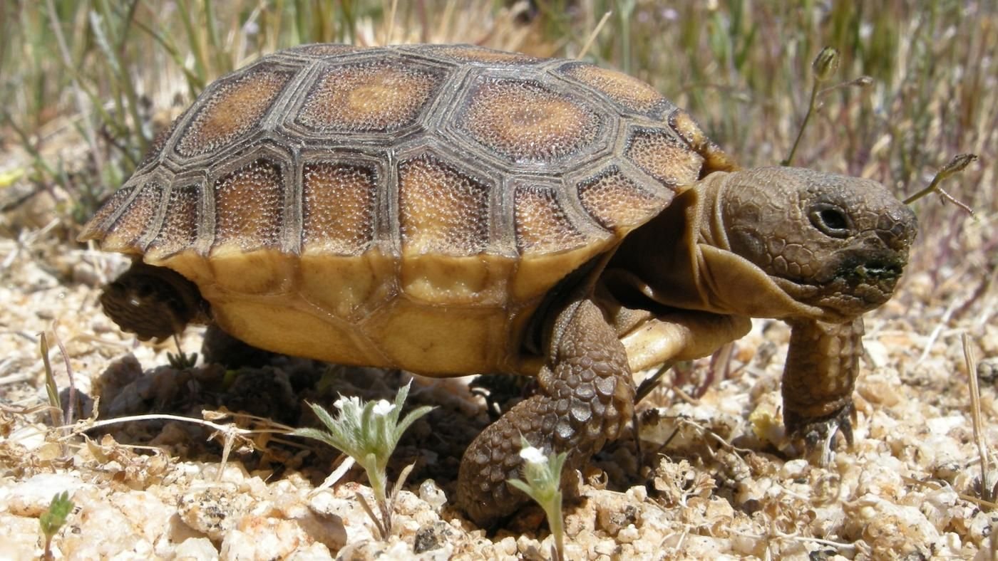 Отряд средиземноморской черепахи. Желтоголовая индийская черепаха. Средиземноморская черепаха Палласа. Средиземноморская черепаха паласа. Testudo Graeca Nabeulensis.