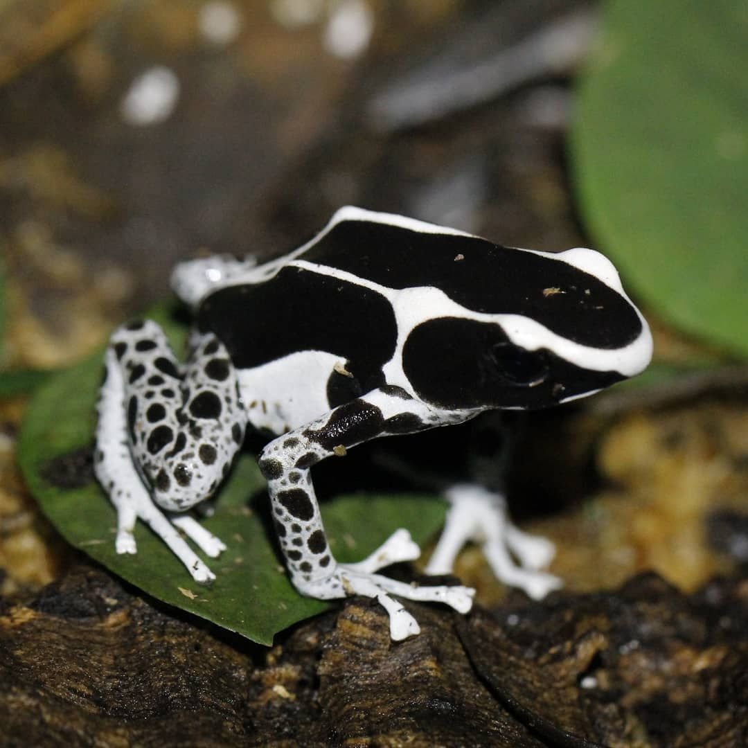 Лягушка пятнистый древолаз белый