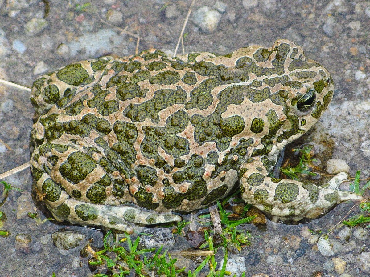 Зеленая жаба Bufo viridis