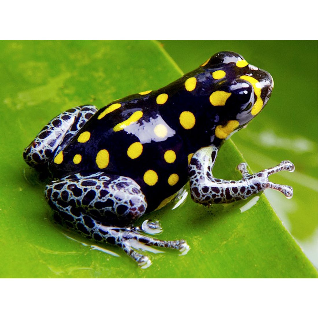 Ранитомея Сиренсис