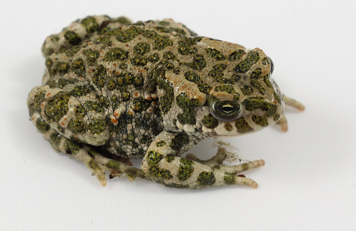 Зеленая жаба Bufo viridis